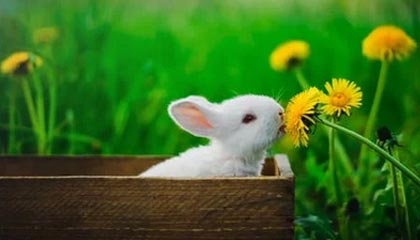 德宏伴游，定制QQ：3494206190微信：act1322